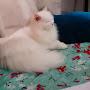 @PersianCatSellers