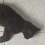 @shintawatinurbaya7453