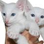 @crushx.animaltv