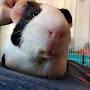Guinea Pigs and Bunny Friends