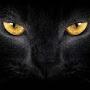 @soslifehelpforanimals7358