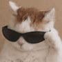 @고냥이-f1v