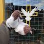 @pigeons.of.Siberia