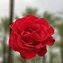 @قوليارب-ظ7س