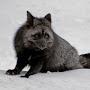 @__Silverfox__
