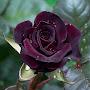 @idilduyguaksoy5800