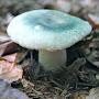 @gefeldertergruntaubling5522