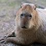 @ThisCapybara