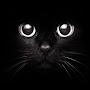 @Gato456