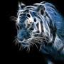 @anfisashik1153