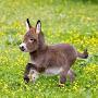 Donkey Doolittle