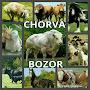 CHORVA BOZOR