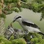 @Northern_Shrike