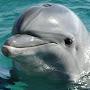 @oceanman7549
