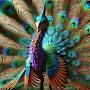 @peacock777