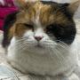 @cat_loaf_b3st