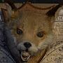 @taxidermy-life