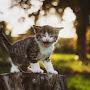 @catfunny2981