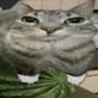 @Schlesticle