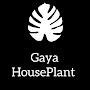 @GayaHouseplant
