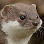 @ChubbyStoat