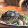 @buttercupthetortoise7806