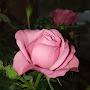 @_trees_-pb3db