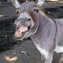 TheInvertedDonkey