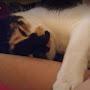 @catty_sort