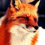 Fox Fry
