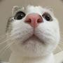 @crazyonecat