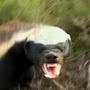 @HoneyBadgerforJesus