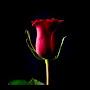 @Rose-oq2hn