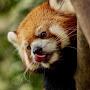 red panda