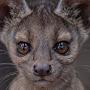 @Fossa-VR