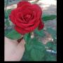 @aysultan-gc7ns