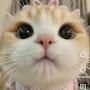 @GatinhaMeow_Gamer