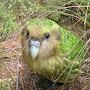 Kakapo worship