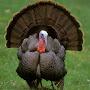 @therizzyturkey