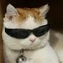 @Mr_cat393