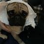 @Thedukeofpugs