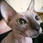 @catutafilm2671