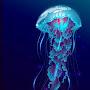 @atomicjellyfish2037