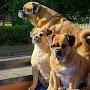 @Ilovemydogs-r9u