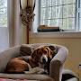 @BeagleRescuer13