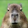 @MarcusJurekAlbertCapybara