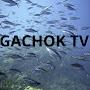 GACHOK TV