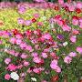 @jardins-du-cosmos