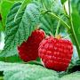 @berry-malinka