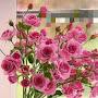 @carolcastelino4352